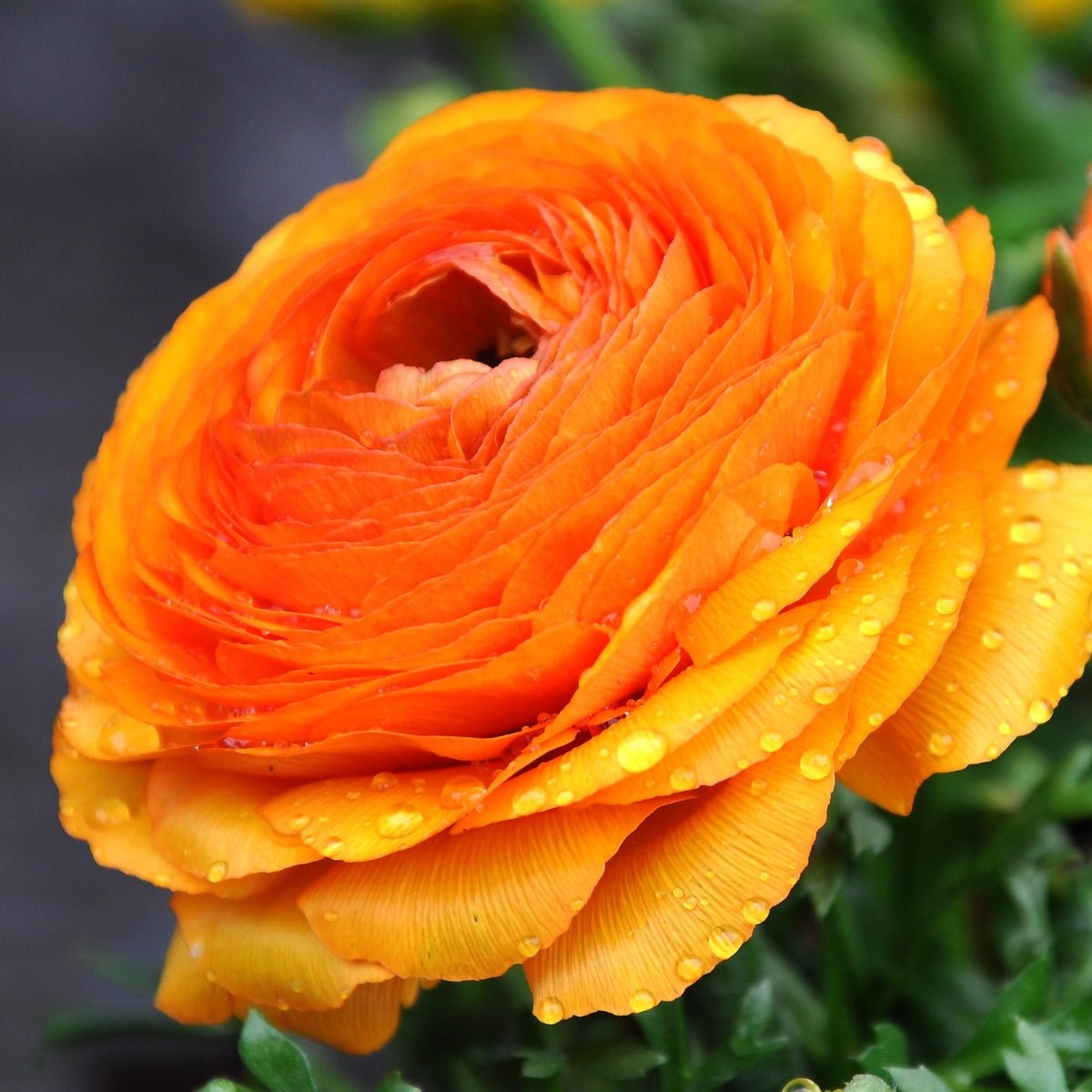 Florentine Ranunculus &