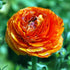 Florentine Ranunculus &