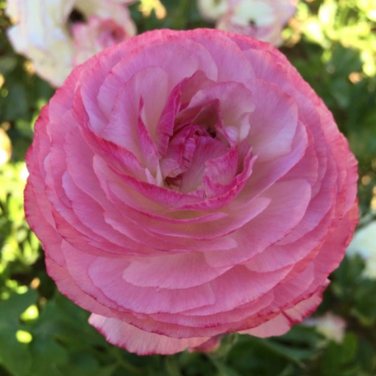 Florentine Ranunculus &