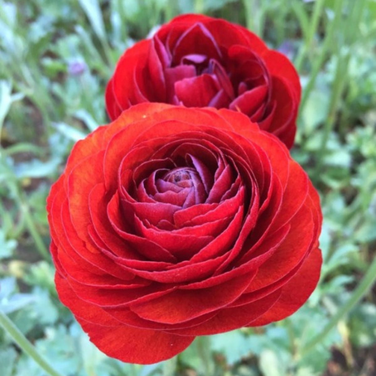 Florentine Ranunculus &