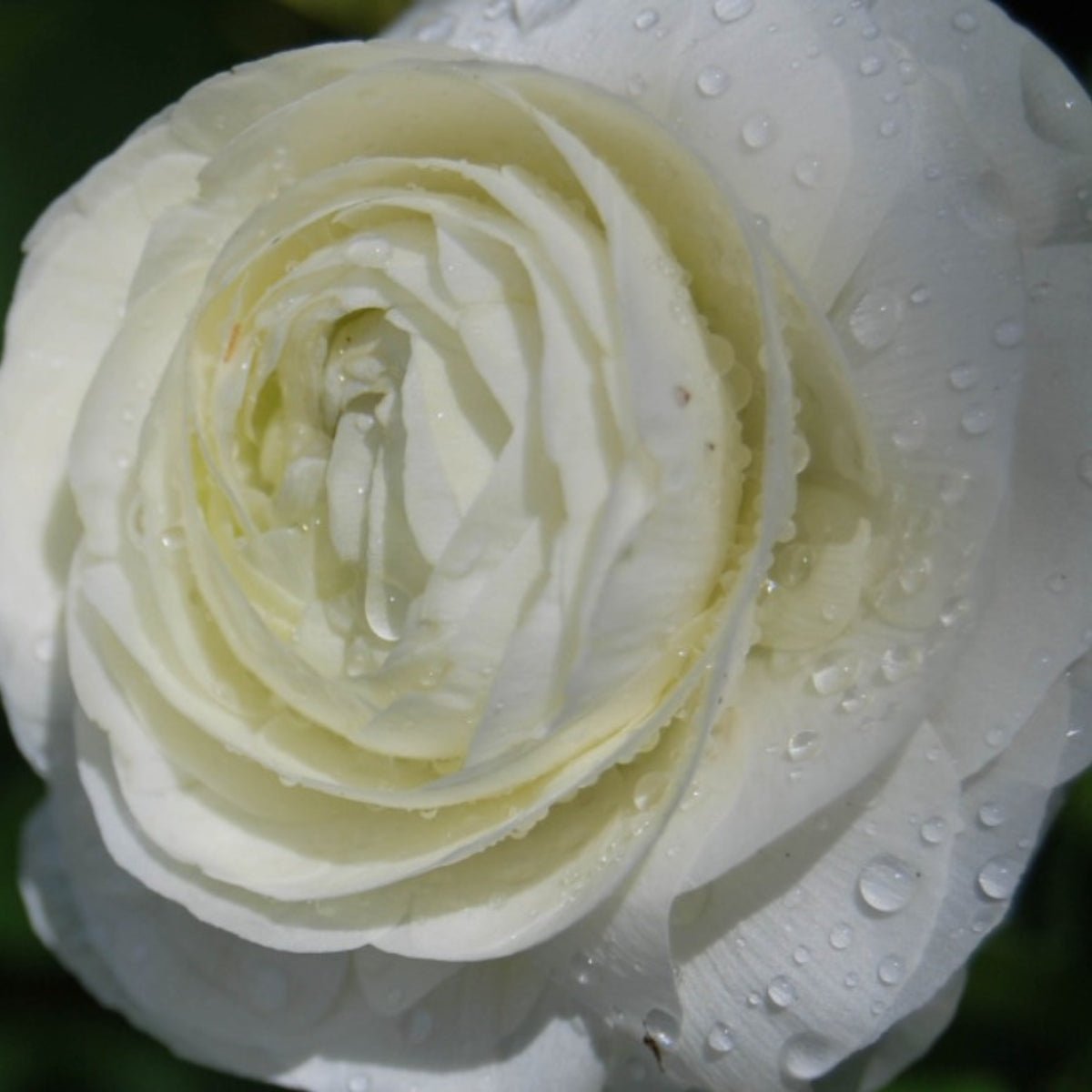 Florentine Ranunculus &