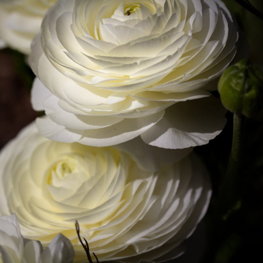 Florentine Ranunculus &