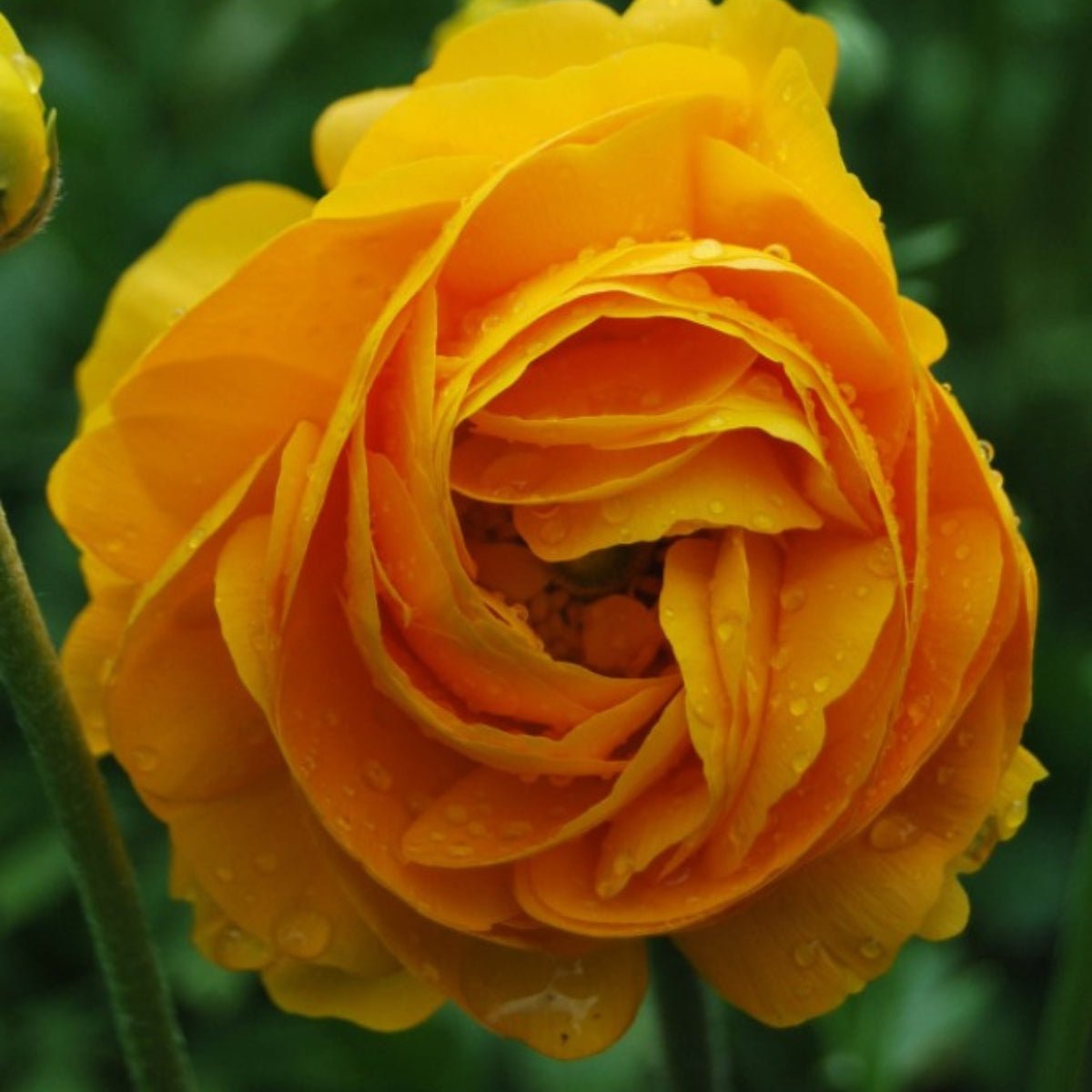 Florentine Ranunculus &