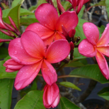 Frangipani (Plumeria Rubra) - Oldboy&