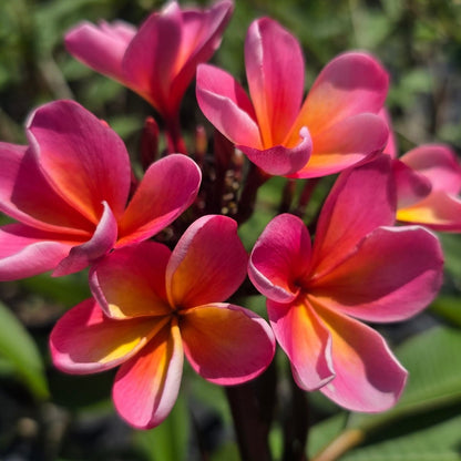 Frangipani (Plumeria Rubra) - Oldboy&