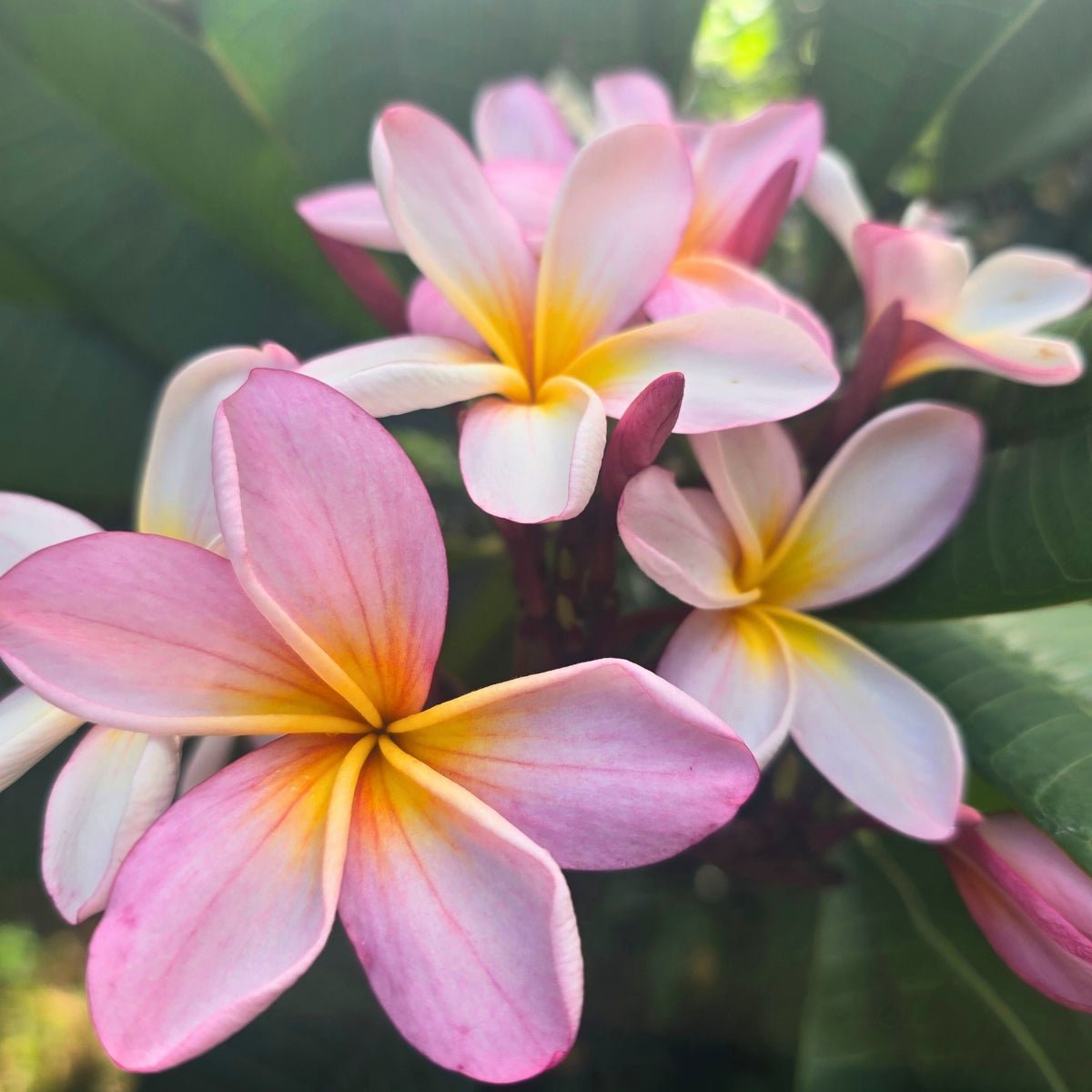 Frangipani (Plumeria Rubra) - Oldboy&