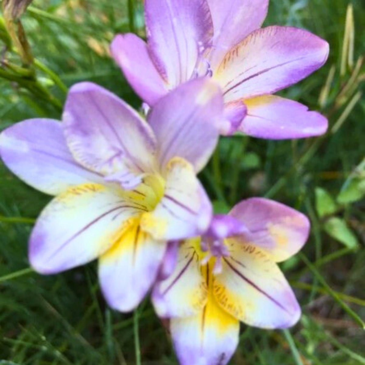 Freesia Blue (Freesia x Hybrid) – Stunning Blue Blooms with Intense Fragrance - Oldboy&