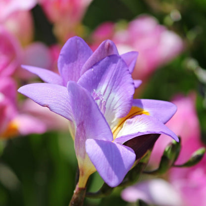 Freesia Blue (Freesia x Hybrid) – Stunning Blue Blooms with Intense Fragrance - Oldboy&