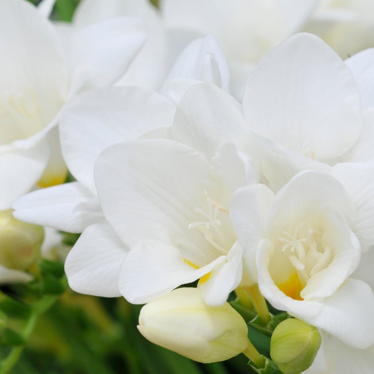 Freesia Hadeco Bedding White (Freesia x Hybrid) – Pure White Blooms with a Delightful Scent - Oldboy&