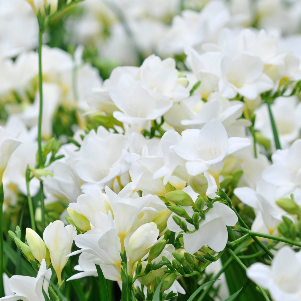 Freesia Hadeco Bedding White (Freesia x Hybrid) – Pure White Blooms with a Delightful Scent - Oldboy&