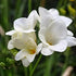 Freesia Hadeco Bedding White (Freesia x Hybrid) – Pure White Blooms with a Delightful Scent - Oldboy&