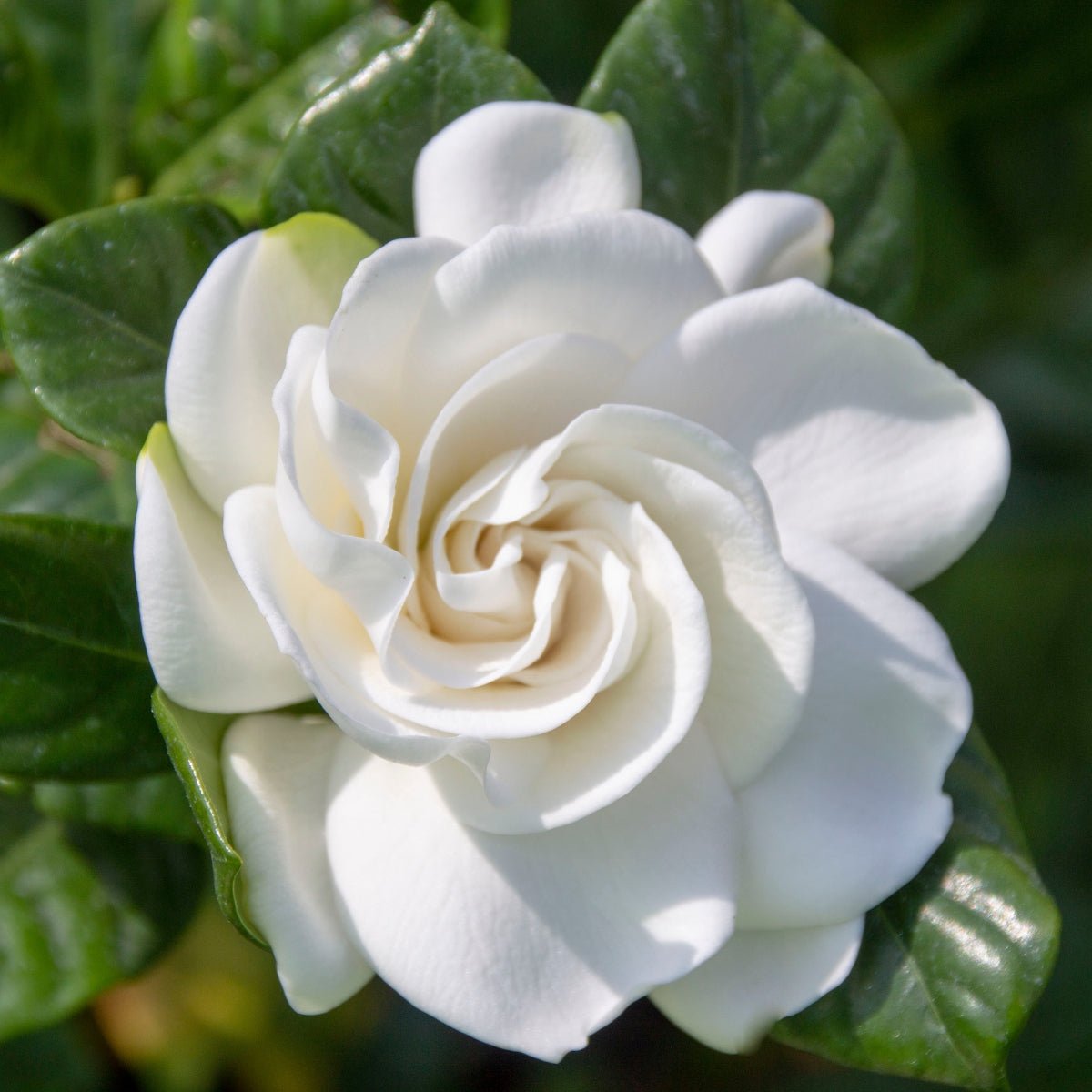 Gardenia Augusta &