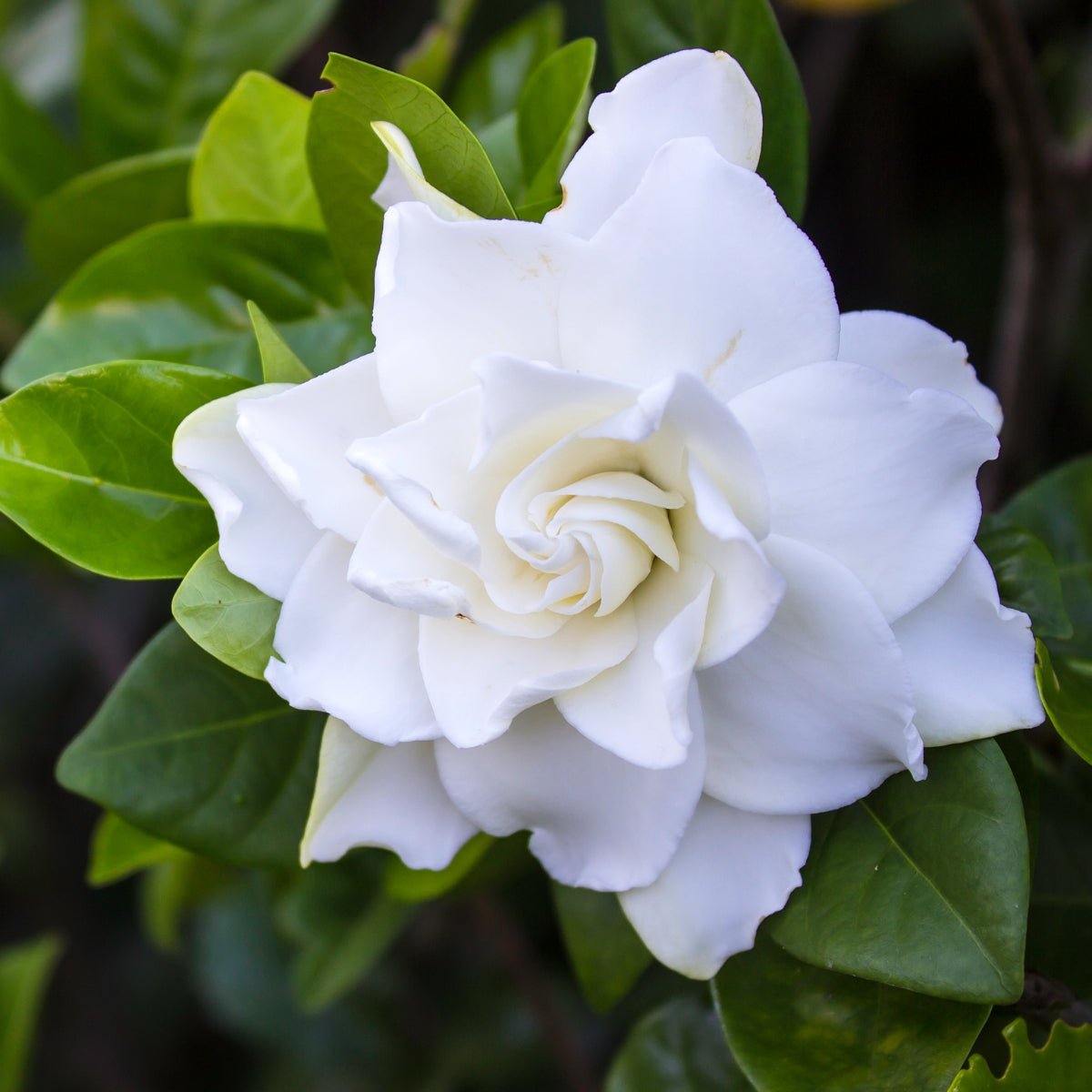 Gardenia Augusta &