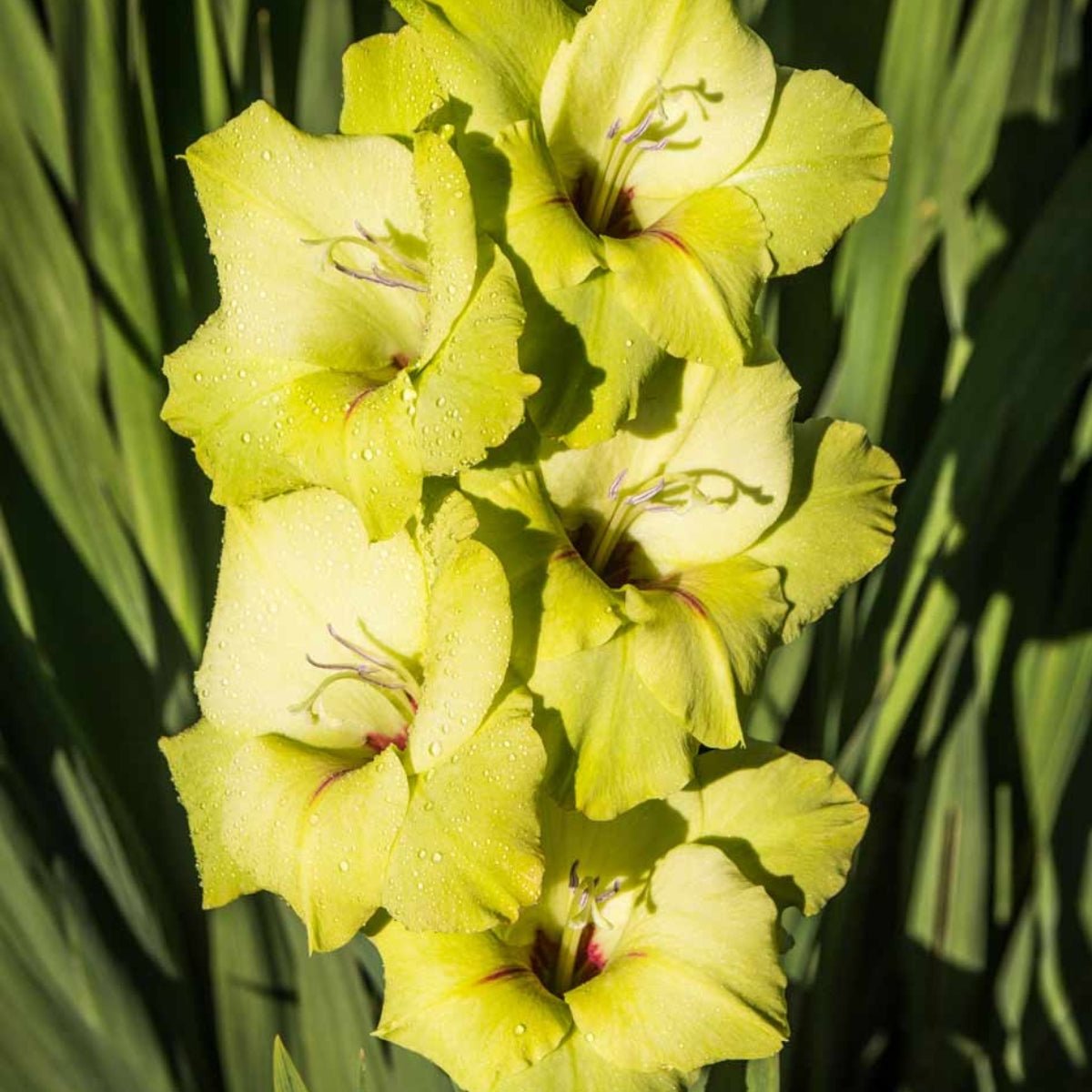 Gladioli - Bulb - Gladiolus Grandiflorus - Oldboy&