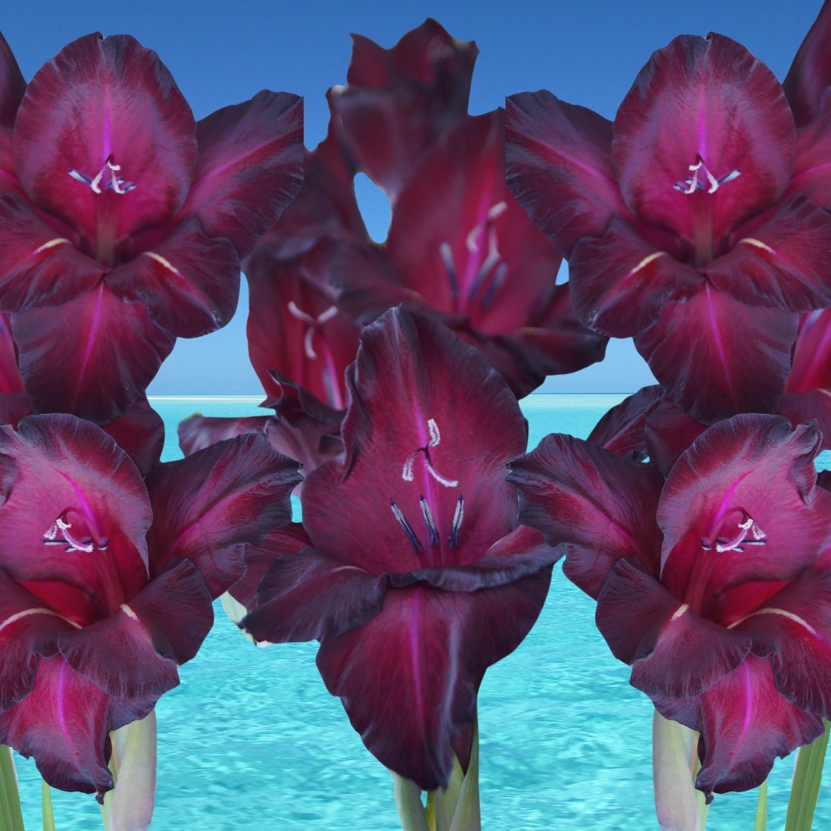 Gladioli - Bulb - Gladiolus Grandiflorus - Oldboy&
