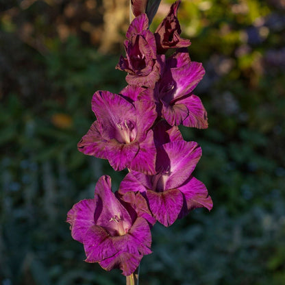 Gladioli - Bulb - Gladiolus Grandiflorus - Oldboy&