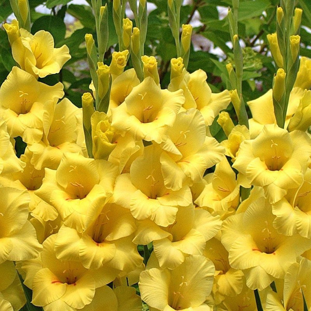 Gladioli - Bulb - Gladiolus Grandiflorus - Oldboy&