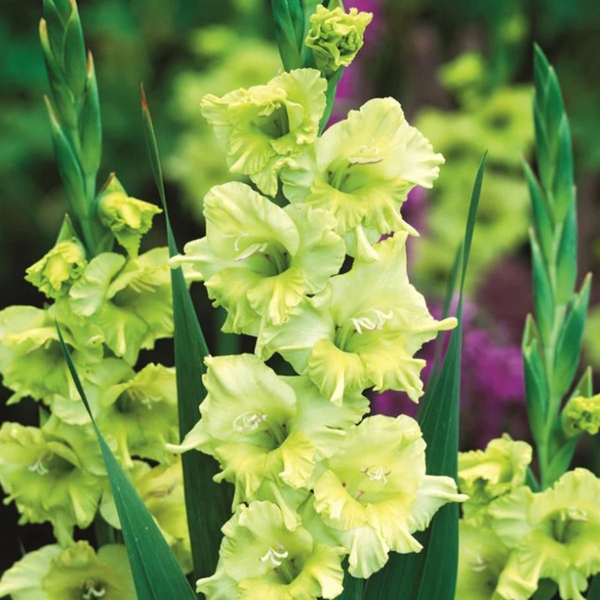 Gladioli - Bulb - Gladiolus Grandiflorus - Oldboy&