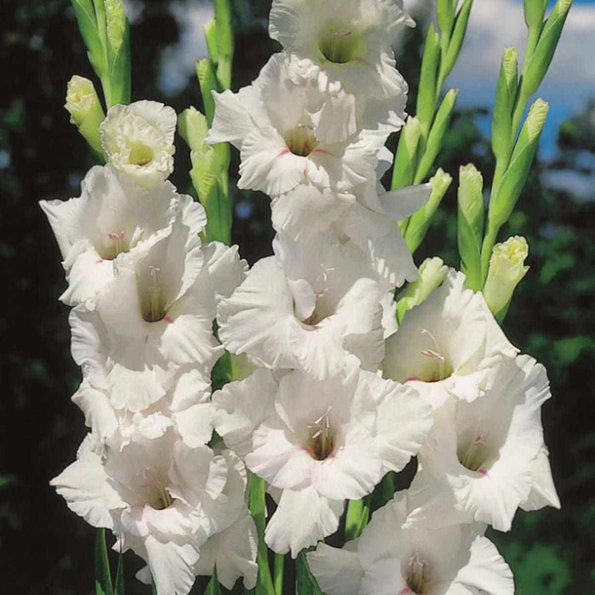 Gladioli - Bulb - Gladiolus Grandiflorus - Oldboy&