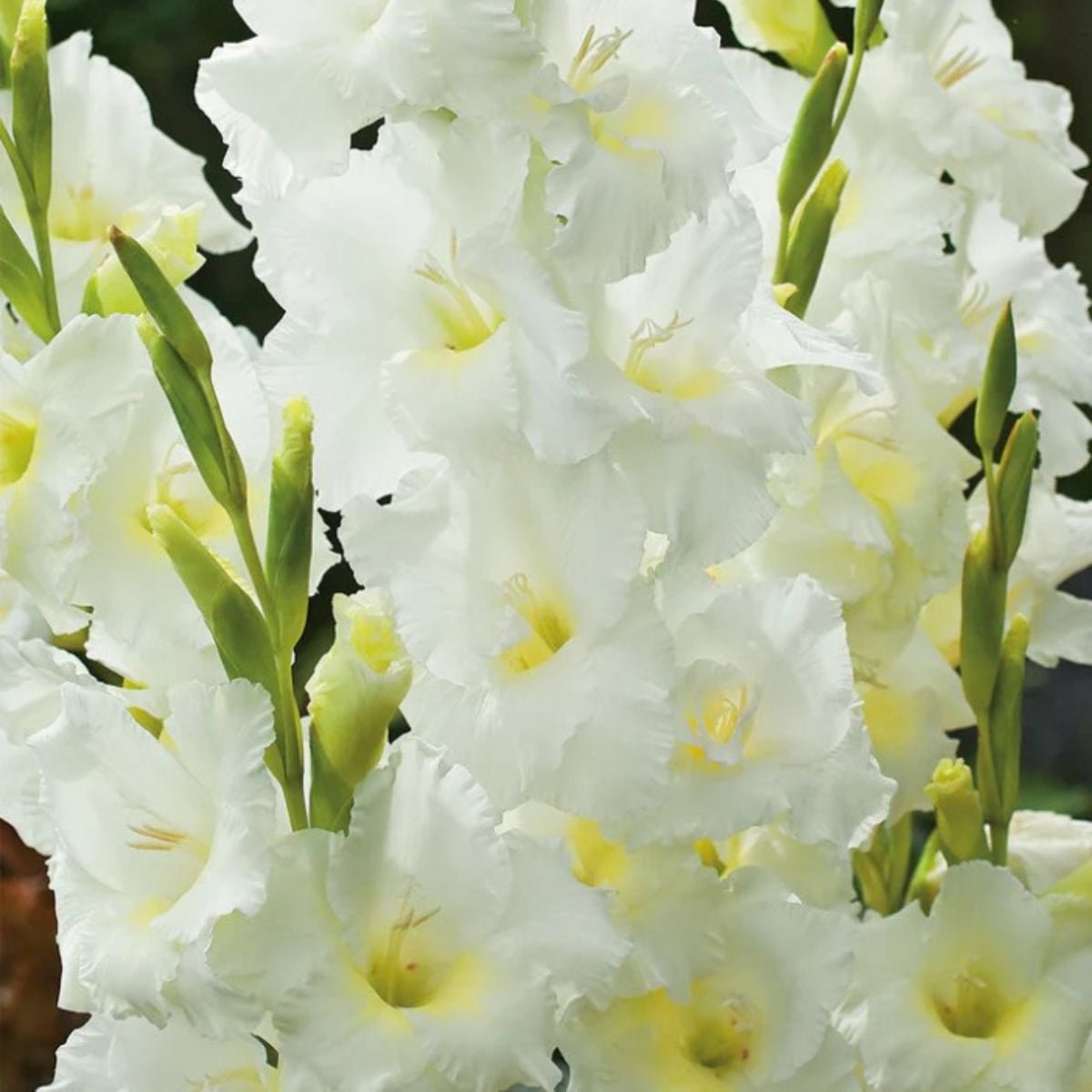 Gladioli - Bulb - Gladiolus Grandiflorus - Oldboy&