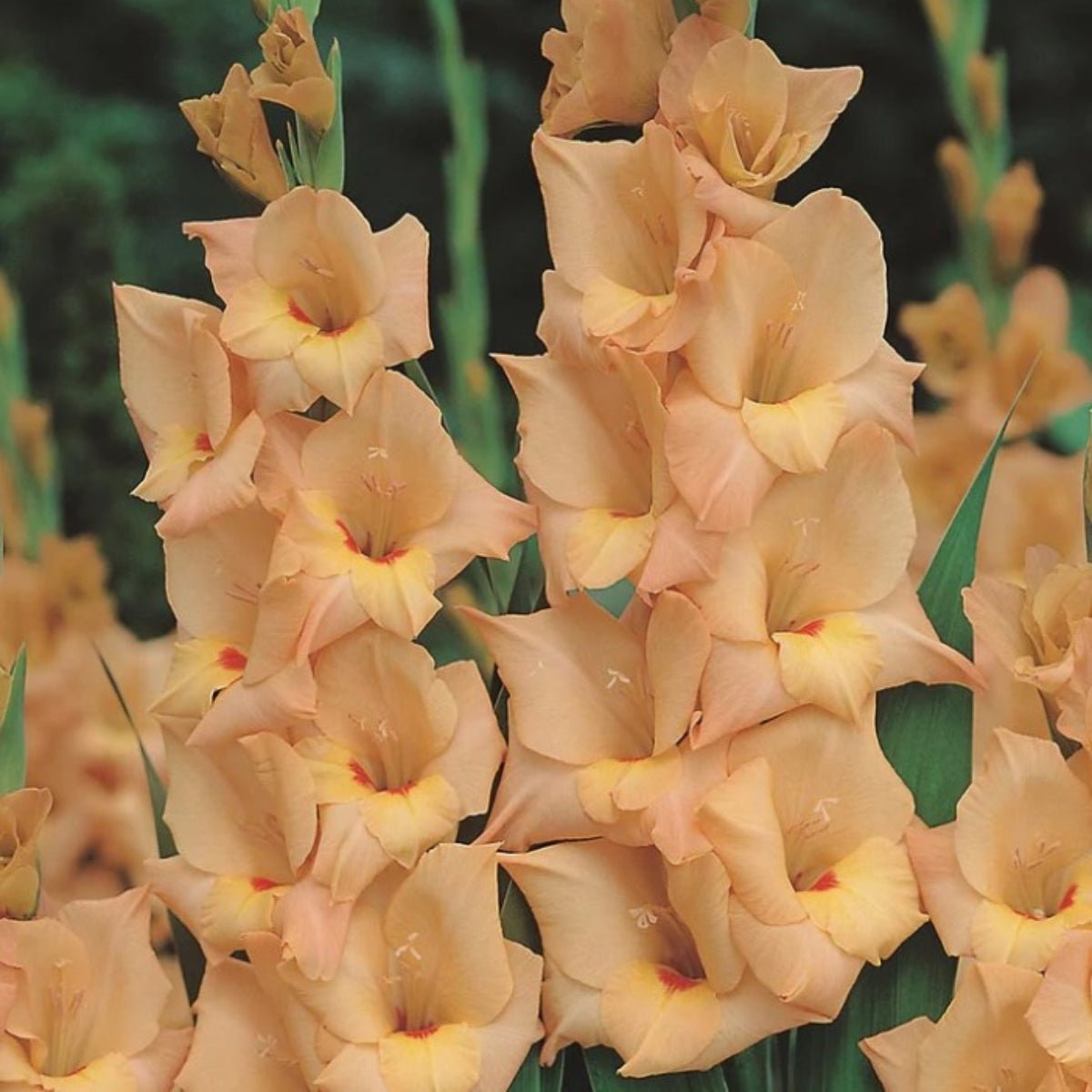 Gladioli - Bulb - Gladiolus Grandiflorus - Oldboy&