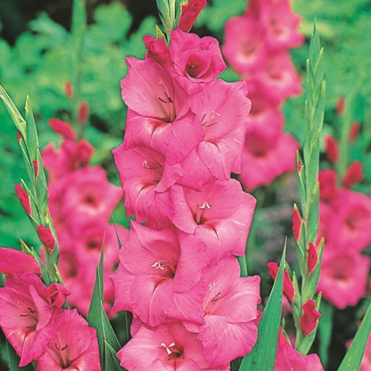 Gladioli - Bulb - Gladiolus Grandiflorus - Oldboy&