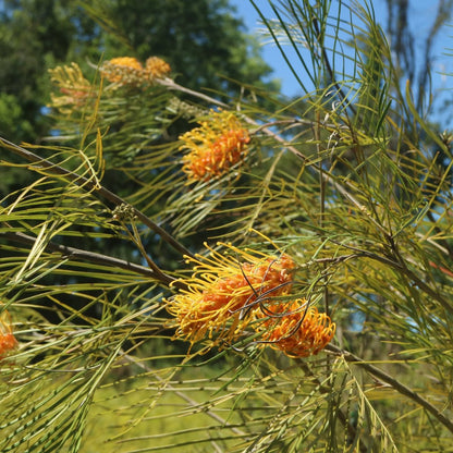 Grevillea &