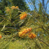 Grevillea &