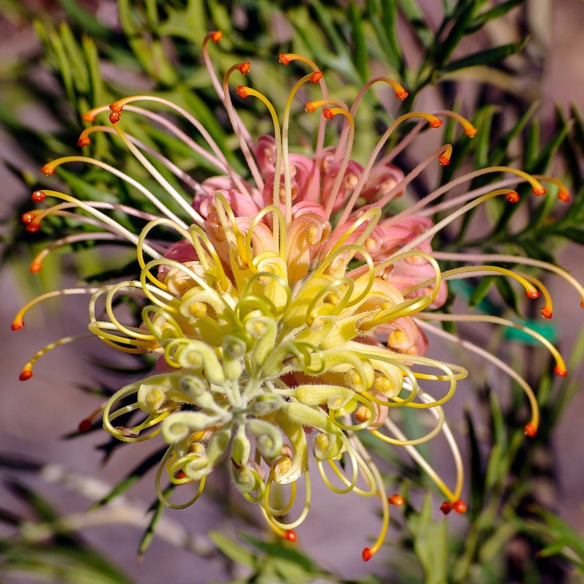 Grevillea &