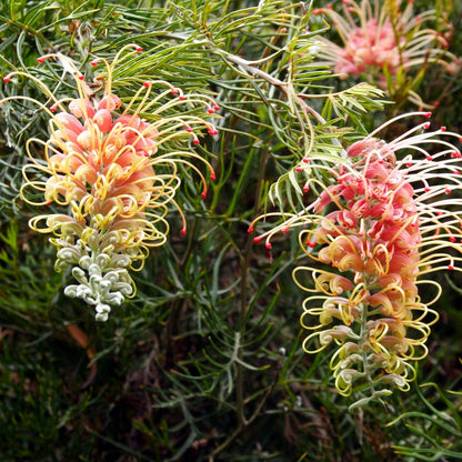 Grevillea &