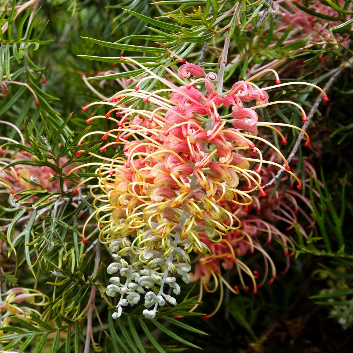 Grevillea &