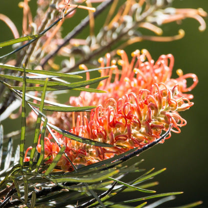 Grevillea &