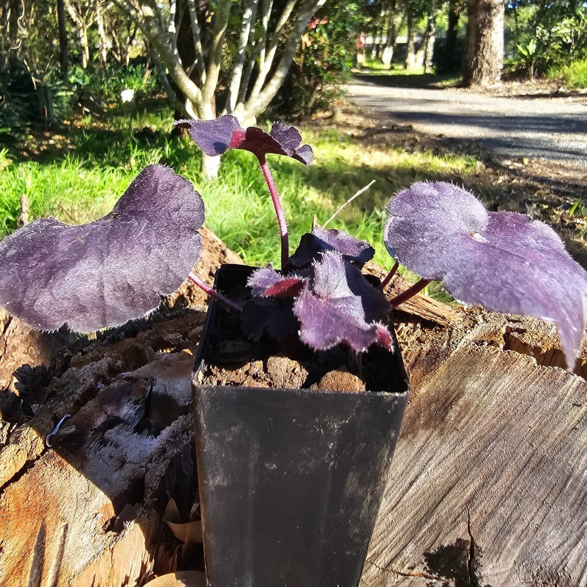 Heuchera - Black Forest Cake - Saxifragaceae - Oldboy&