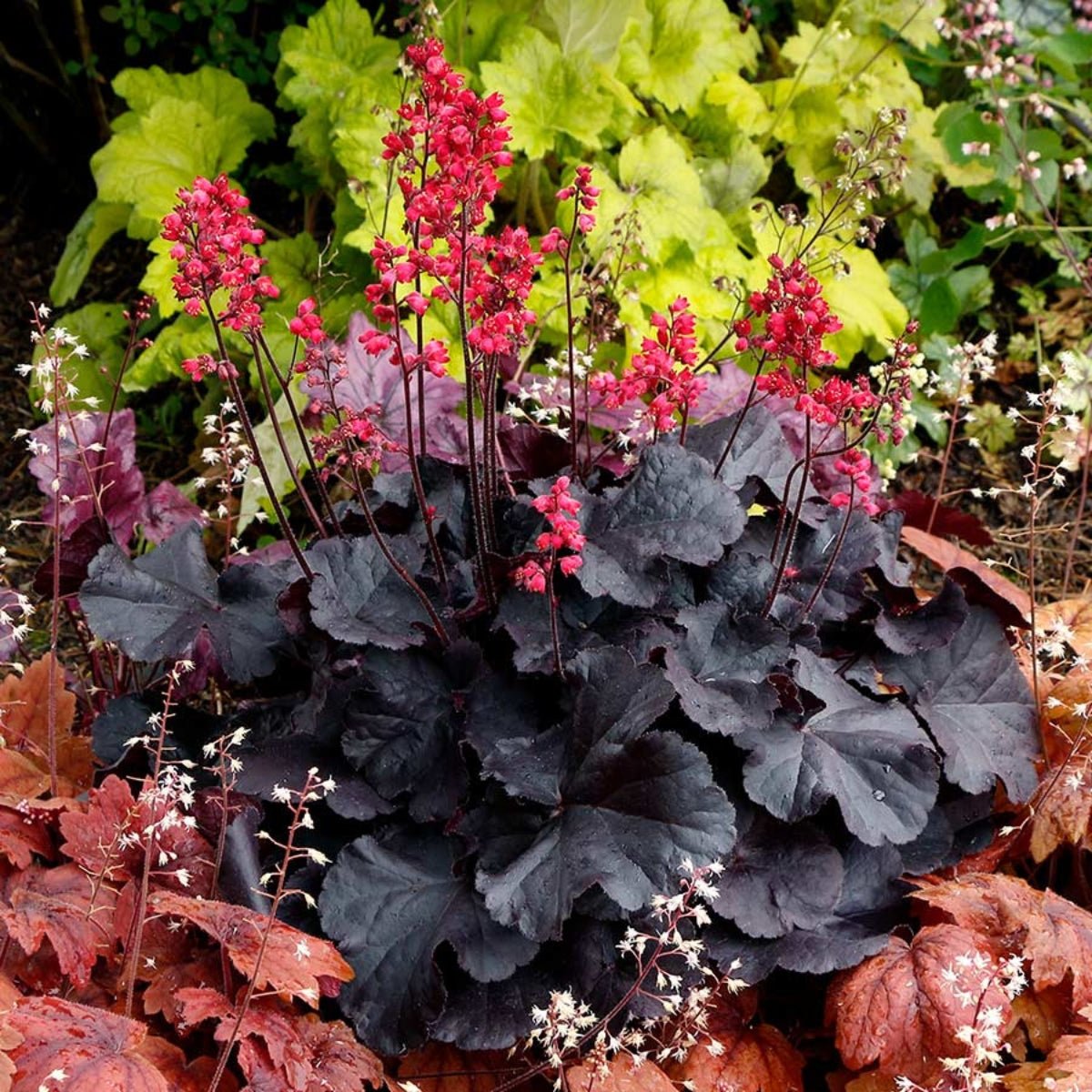 Heuchera - Black Forest Cake - Saxifragaceae - Oldboy&