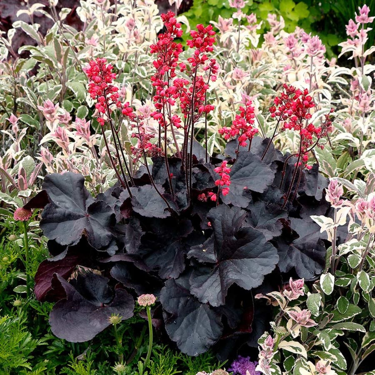 Heuchera - Black Forest Cake - Saxifragaceae - Oldboy&