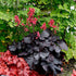 Heuchera - Black Forest Cake - Saxifragaceae - Oldboy&