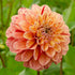 Homocide - Dahlia Hybrid - Oldboy&