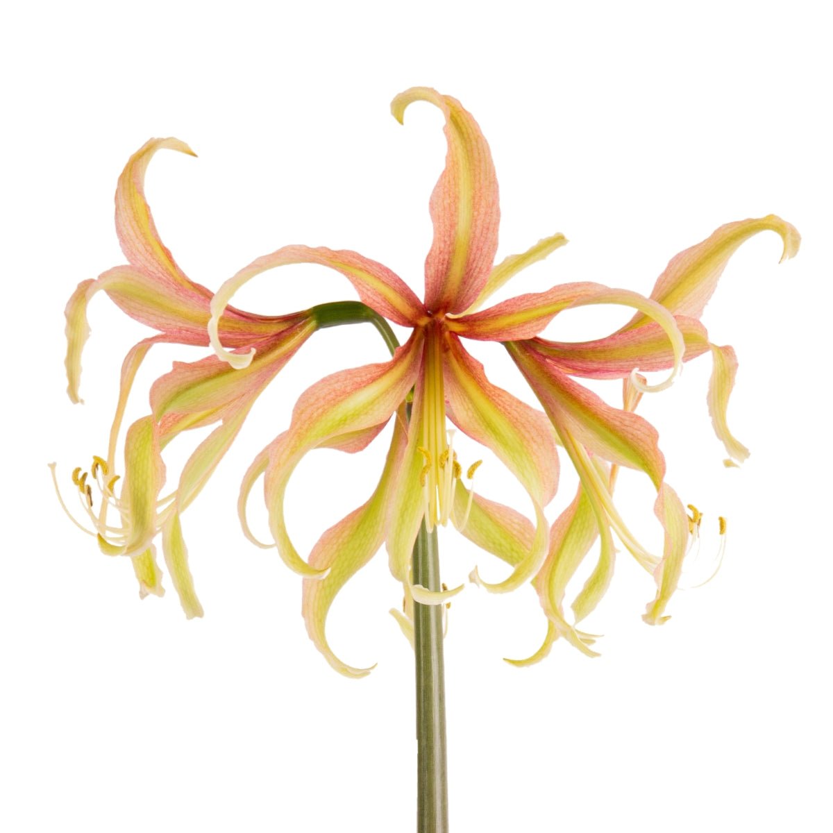 Juniper - Hippeastrum | Amaryllis - Oldboy&