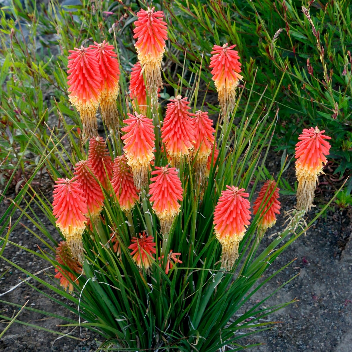 Kniphofia - Oldboy&