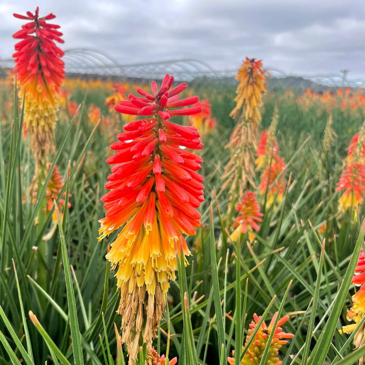 Kniphofia - Oldboy&