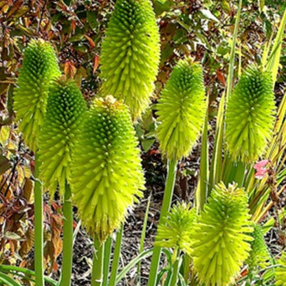 Kniphofia - Oldboy&