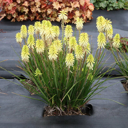 Kniphofia - Oldboy&