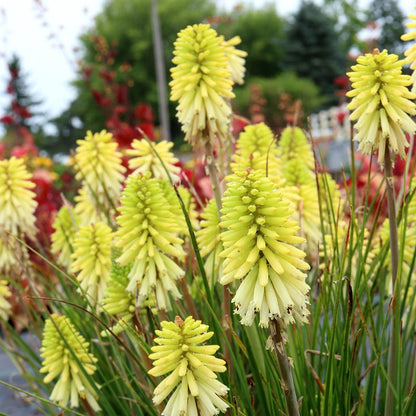 Kniphofia - Oldboy&