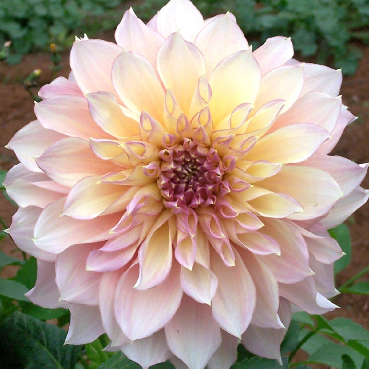 Kotara - Dahlia Hybrid - Oldboy&