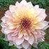 Kotara - Dahlia Hybrid - Oldboy&