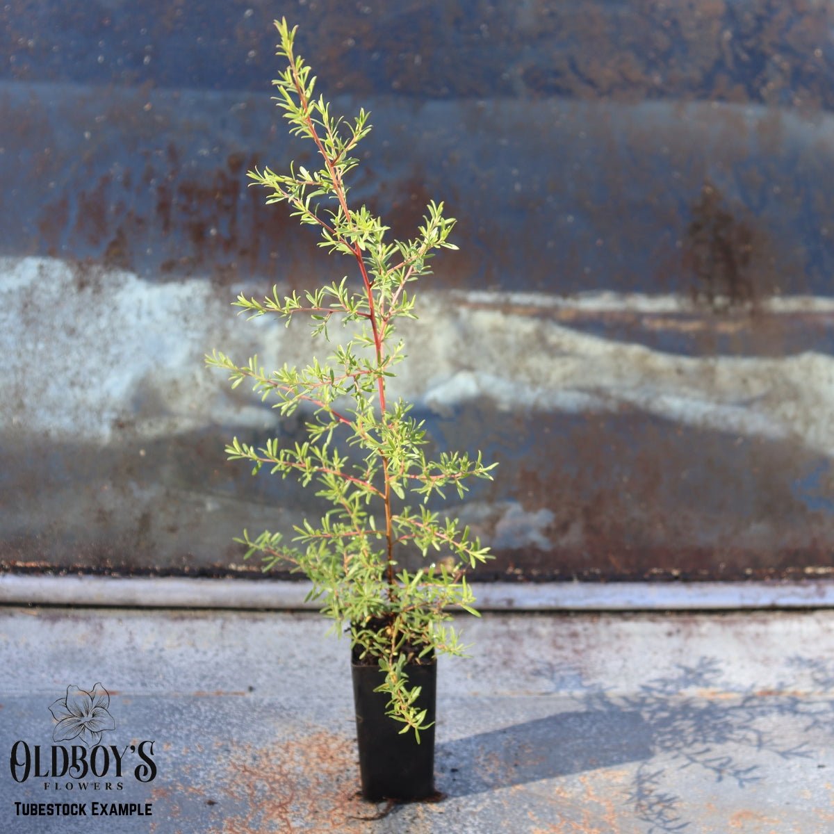 Leptospermum polygalifolium &