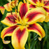 Liliums - AOA - Asiatic - Oriental - Asiatic - Oldboy&