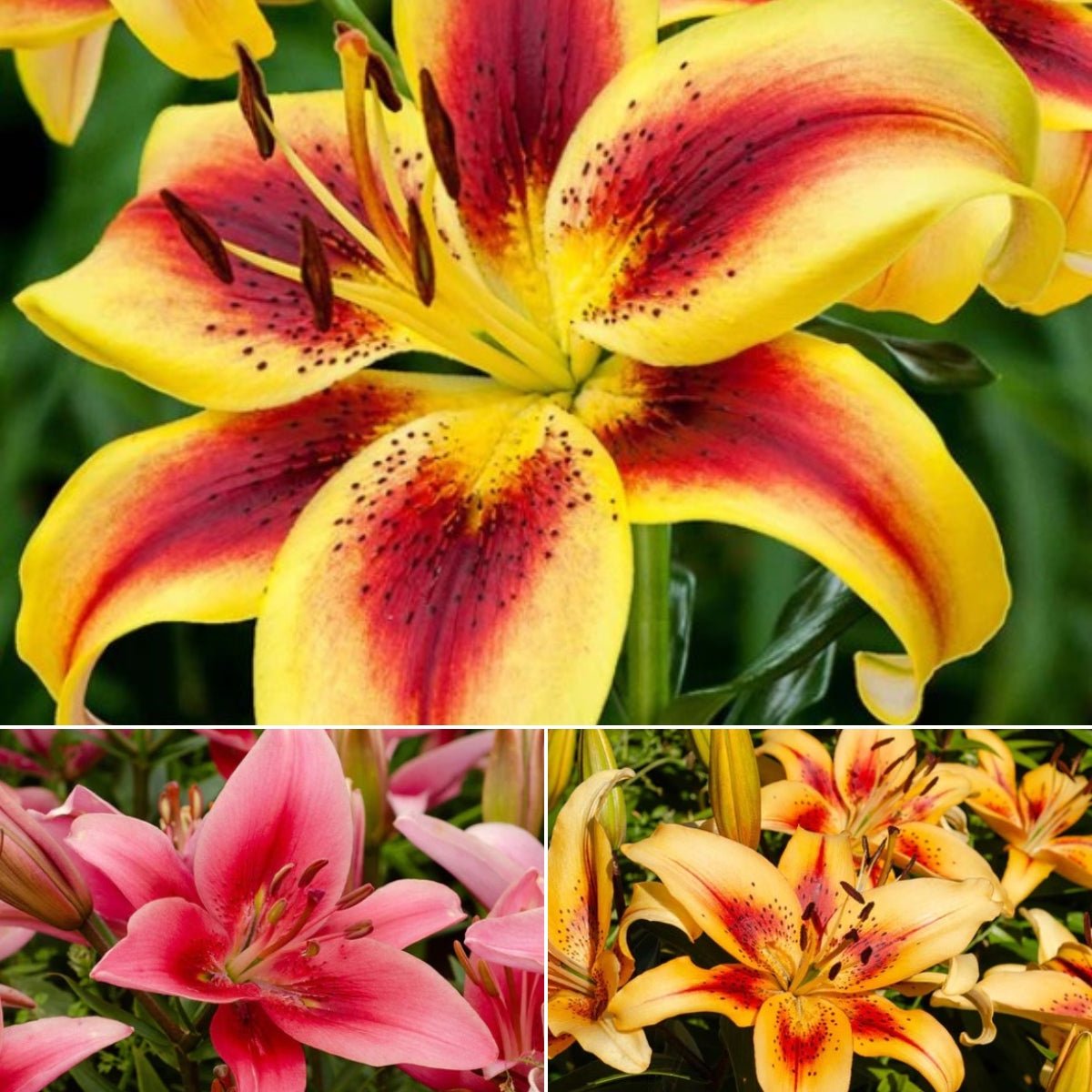 Liliums - AOA - Asiatic - Oriental - Asiatic - Oldboy&