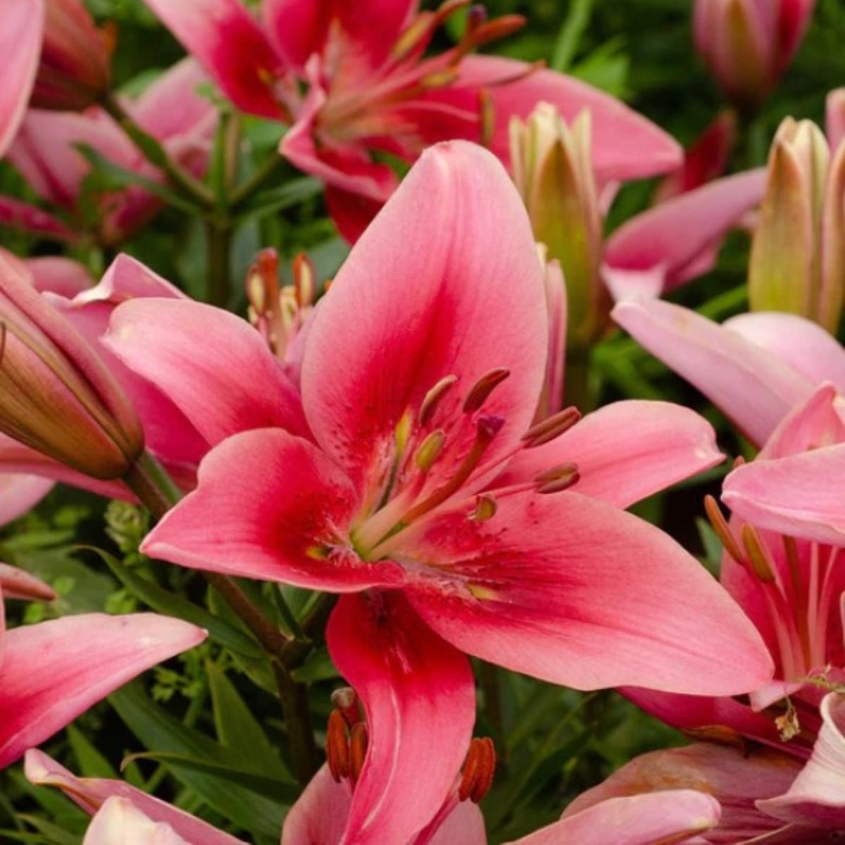 Liliums - AOA - Asiatic - Oriental - Asiatic - Oldboy&