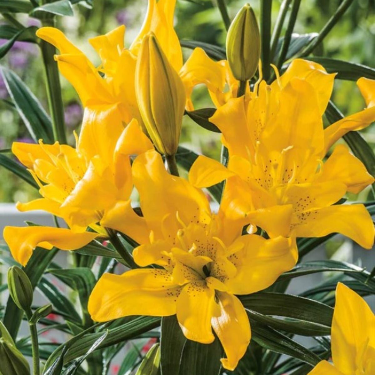 Liliums - Asiatic Lily - Oldboy&